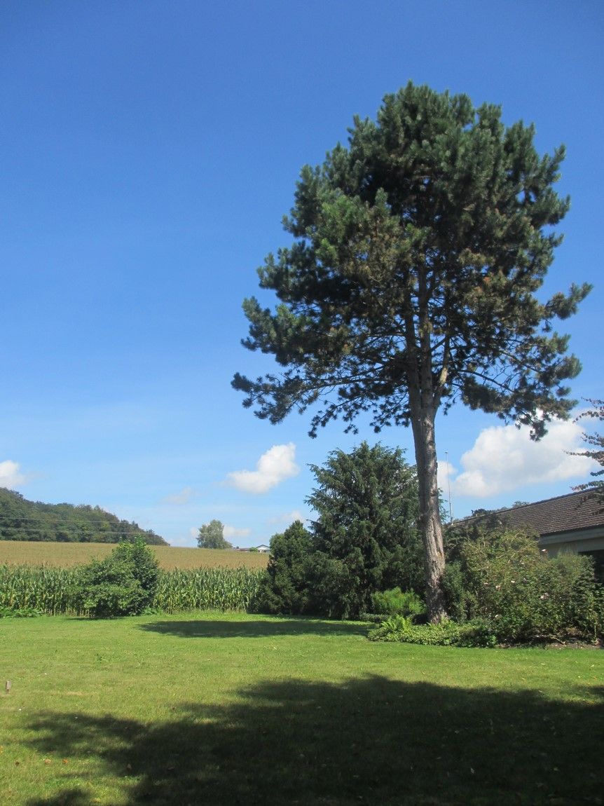 Büsingen am Hochrhein: VERKAUFT!! Sonniges Traumgrundstück in Randlage!!  Büsingen am Hochrhein: VERKAUFT!! Sonniges Traumgrundstück in Randlage!!