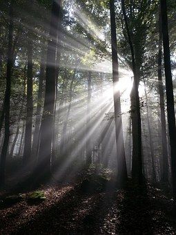 Büsingen am Hochrhein: **2 Waldgrundstücke in Büsingen zu verkaufen**  Büsingen am Hochrhein: **2 Waldgrundstücke in Büsingen zu verkaufen**