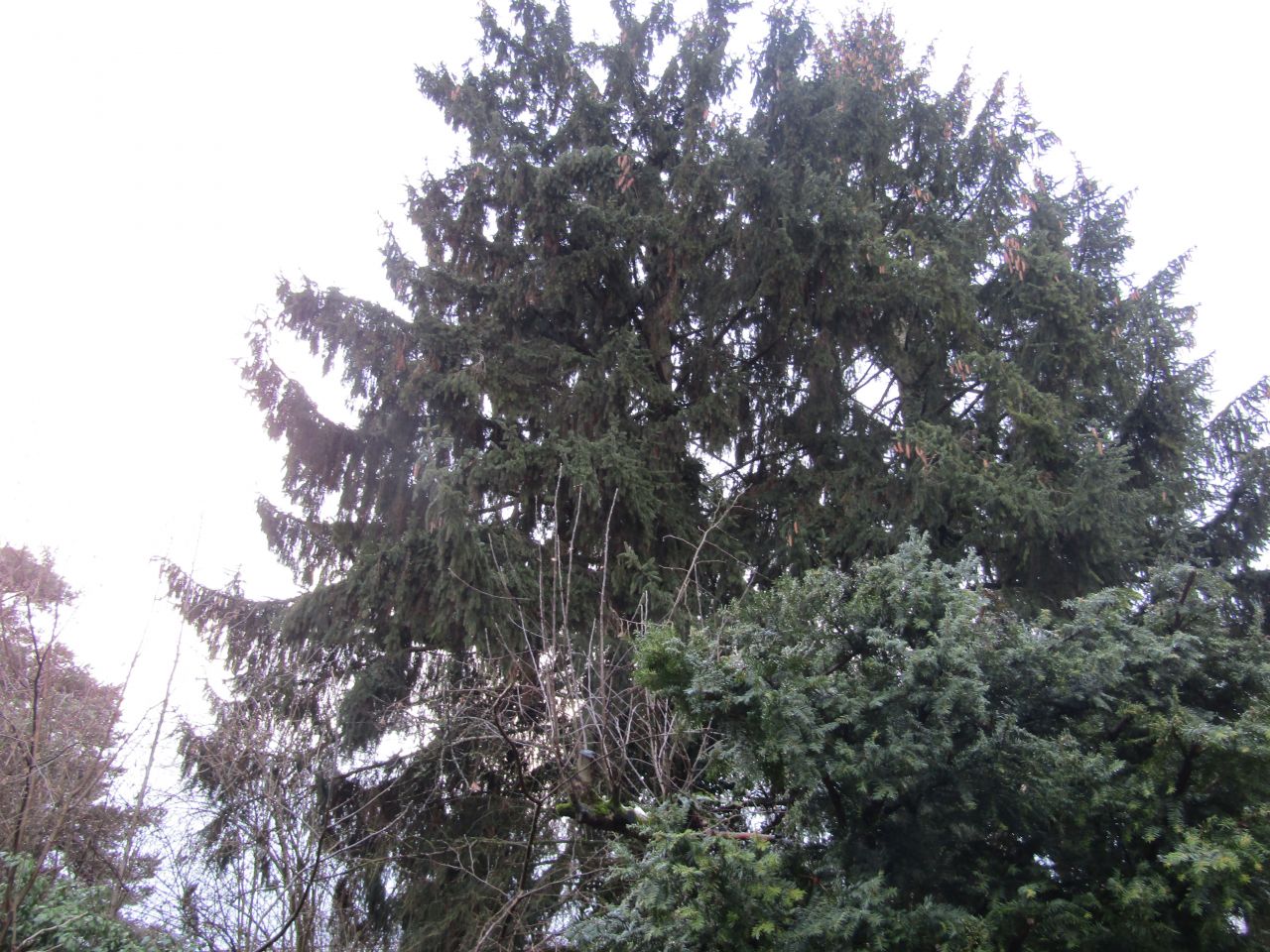 Büsingen am Hochrhein: *VERKAUFT*Im Rhyhölzli am Rhein*1A Waldgrundstück in Büsingen**  Büsingen am Hochrhein: *VERKAUFT*Im Rhyhölzli am Rhein*1A Waldgrundstück in Büsingen**