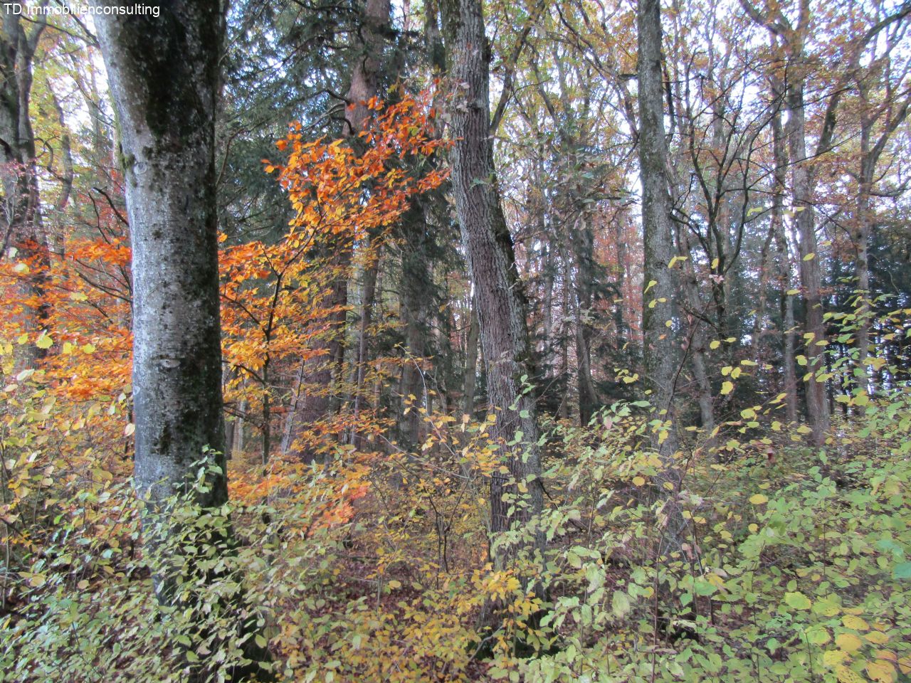 Büsingen am Hochrhein: **VERKAUFT**Im Rheinhölzle zu verkaufen**2 Waldgrundstücke**  Büsingen am Hochrhein: **VERKAUFT**Im Rheinhölzle zu verkaufen**2 Waldgrundstücke**